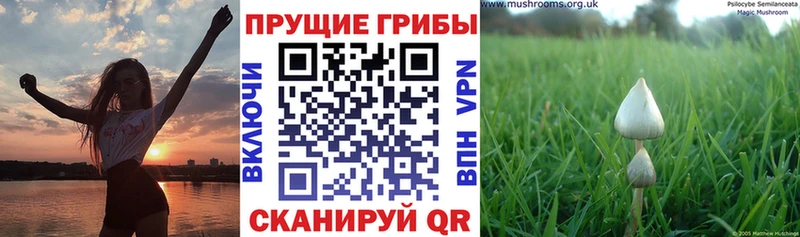 Галлюциногенные грибы GOLDEN TEACHER Анадырь
